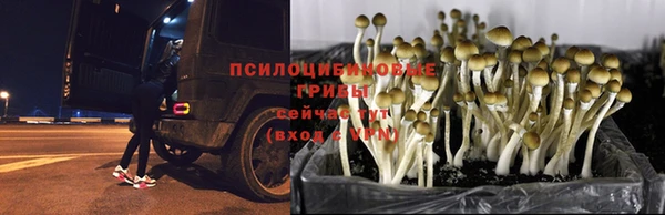 сатива Пестово